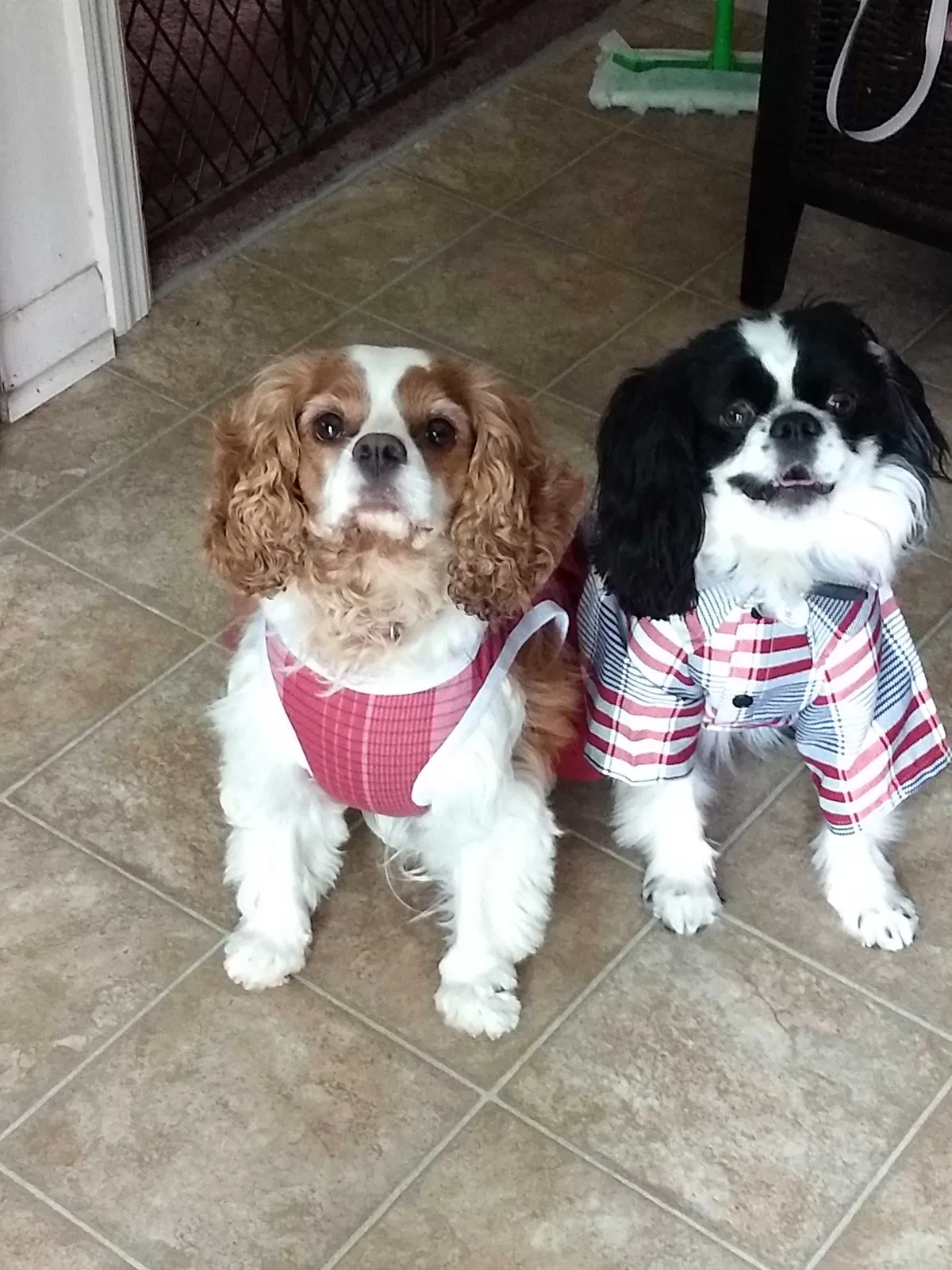 Lost dog in Ocala, FL, 34480