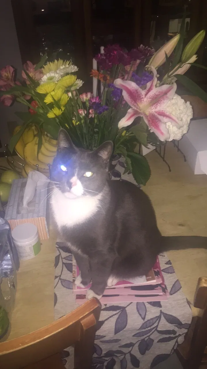 Lost cat in Jersey City, NJ, 7306