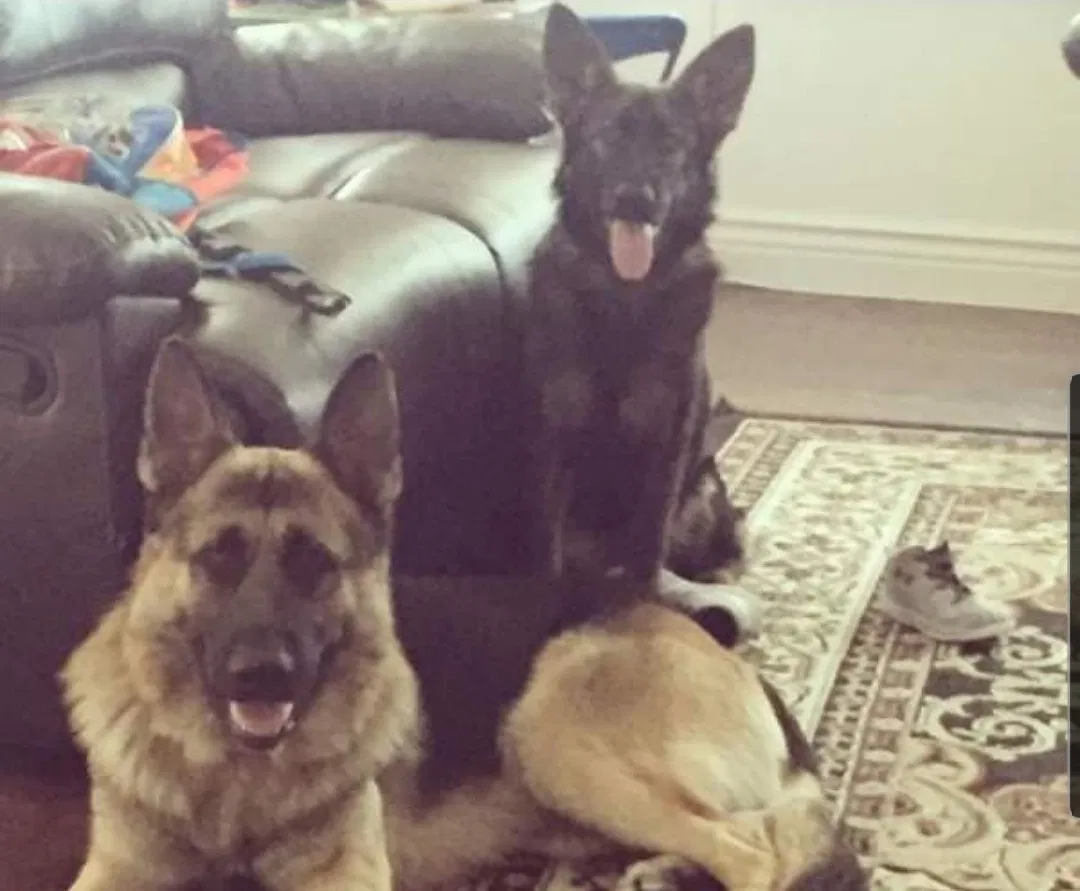 Lost dog in Miami, FL, 33168