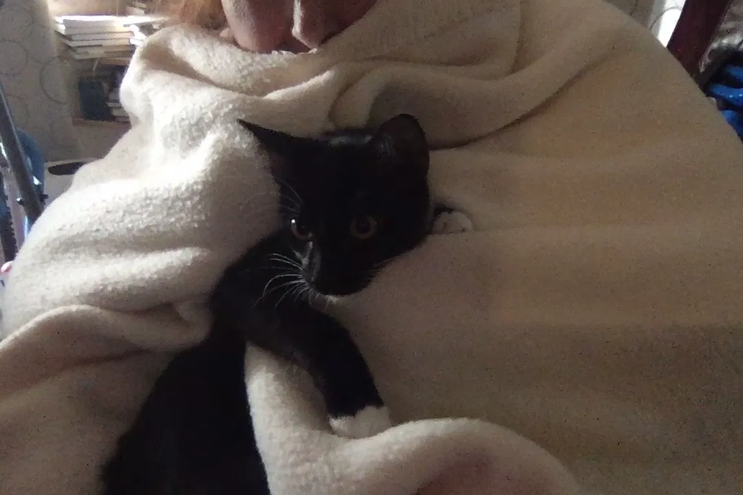 Lost cat in Winnemucca, NV, 89445