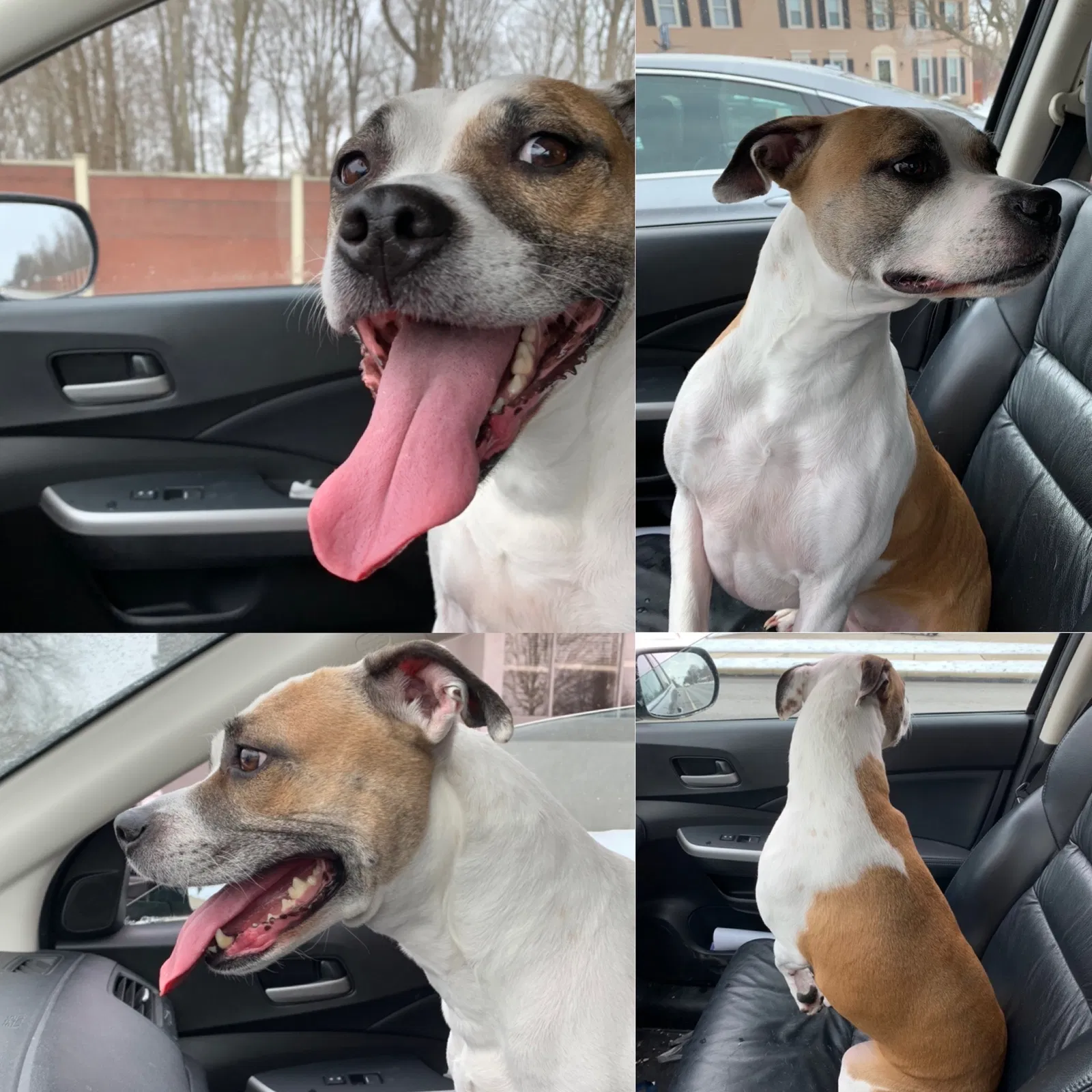 Found dog in Cuyahoga Falls, OH, 44223
