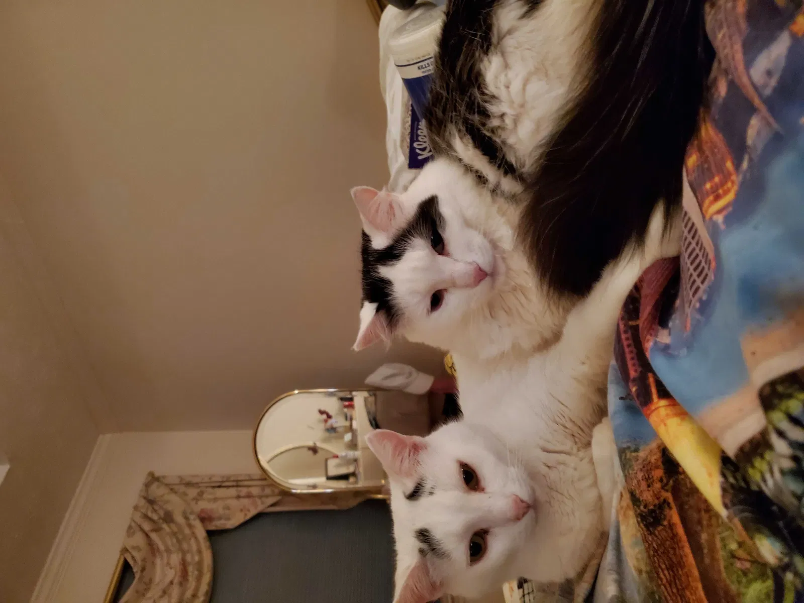 Lost cat in Lilburn, GA, 30047