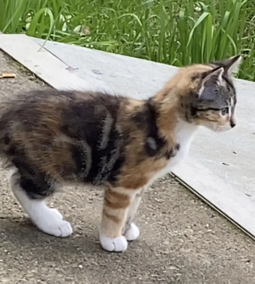Lost cat in Oroville, CA, 95966