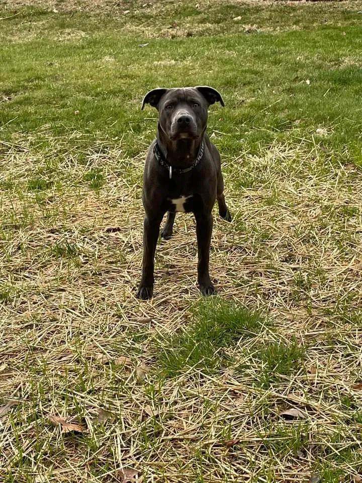 Lost dog in Ashland, KY, 41102