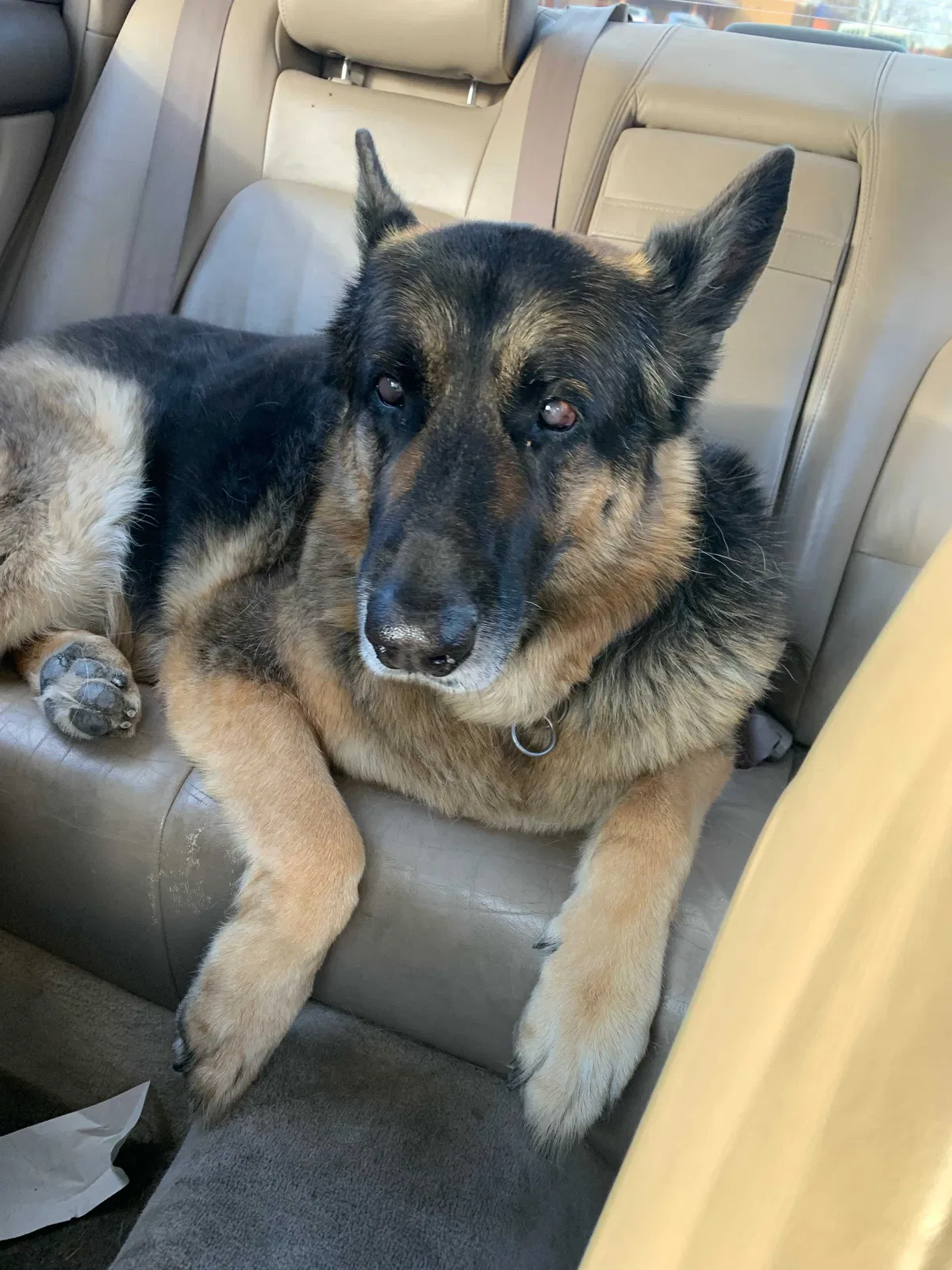 Lost dog in Las Cruces, NM, 88005