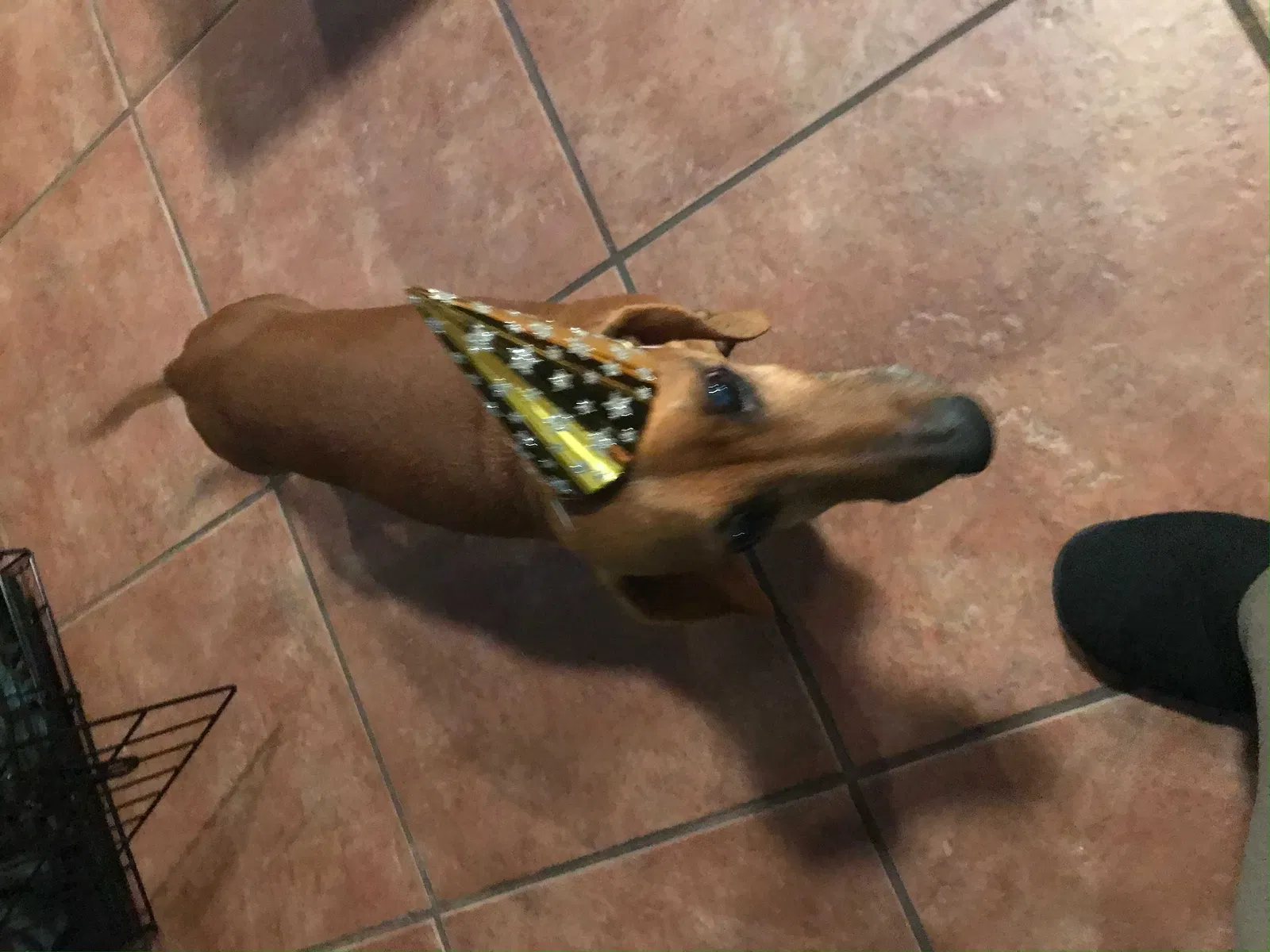 Lost dog in El Paso, TX, 79912