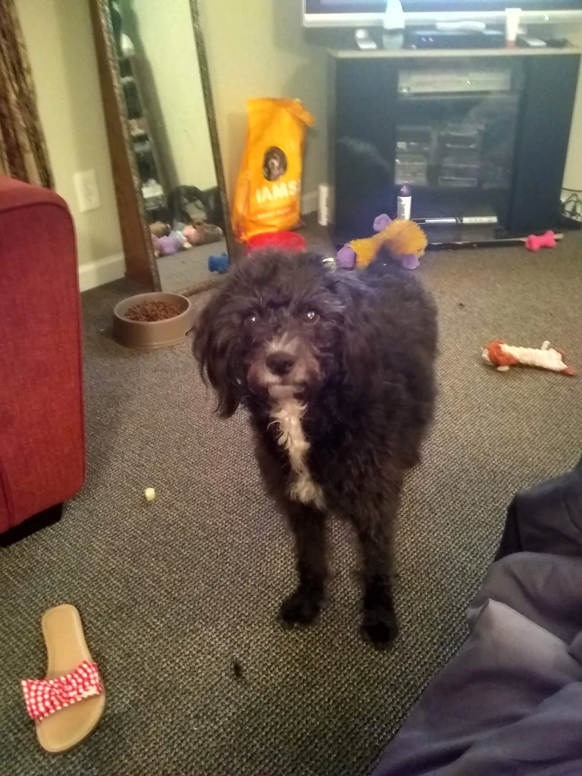 Lost dog in Holly Springs, MS, 38635