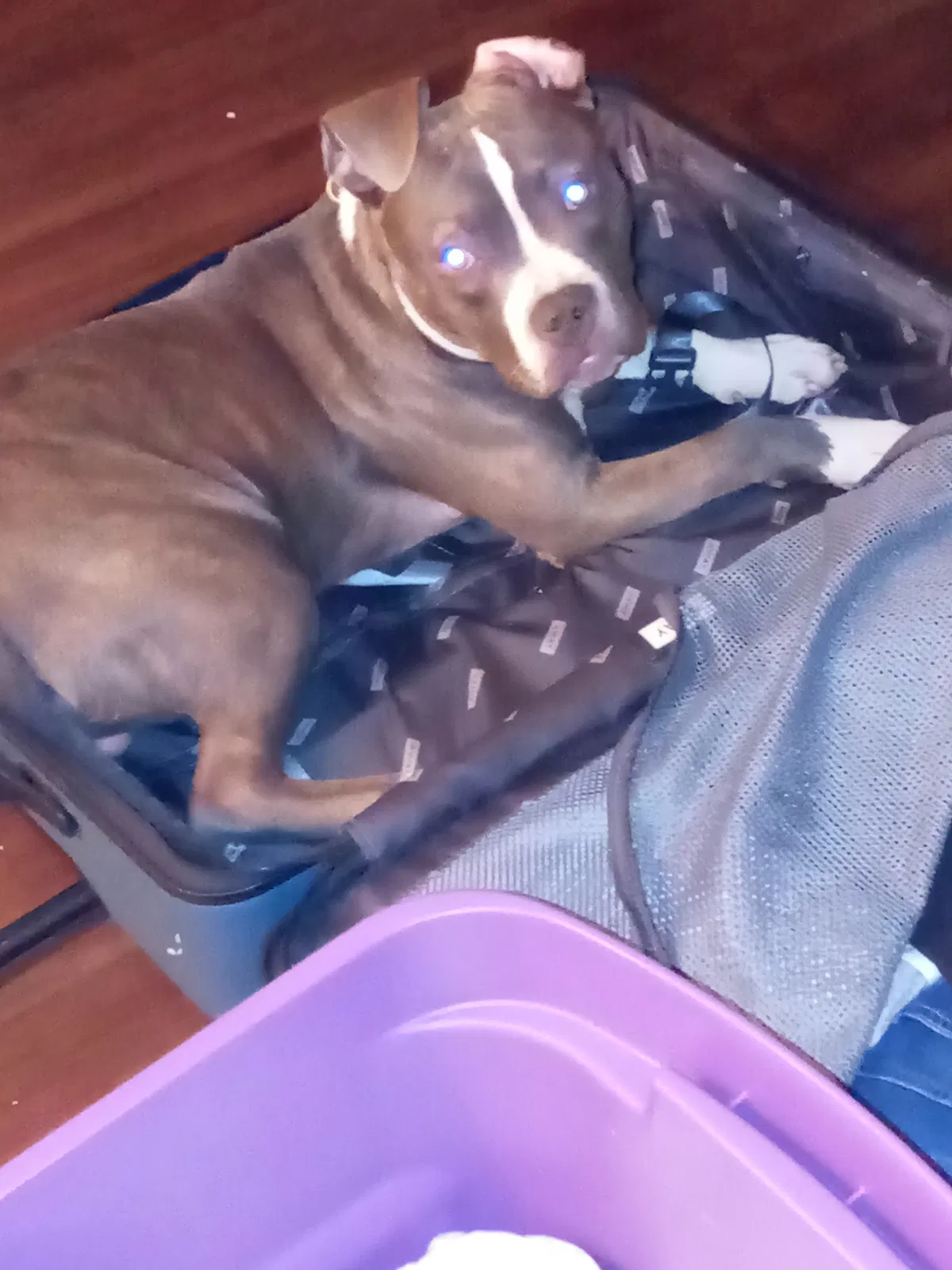 Lost dog in Las Vegas, NV, 89122
