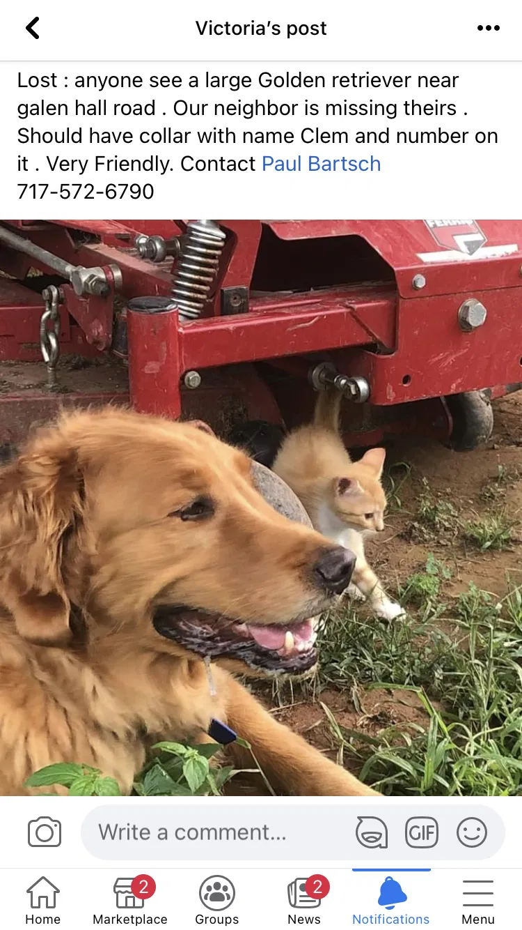 Lost dog in Reinholds, PA, 17569