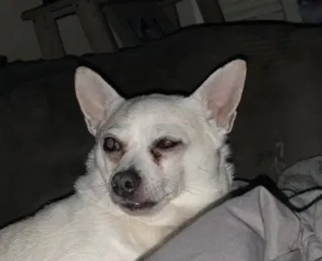 Lost dog in Worcester, MA, 1610