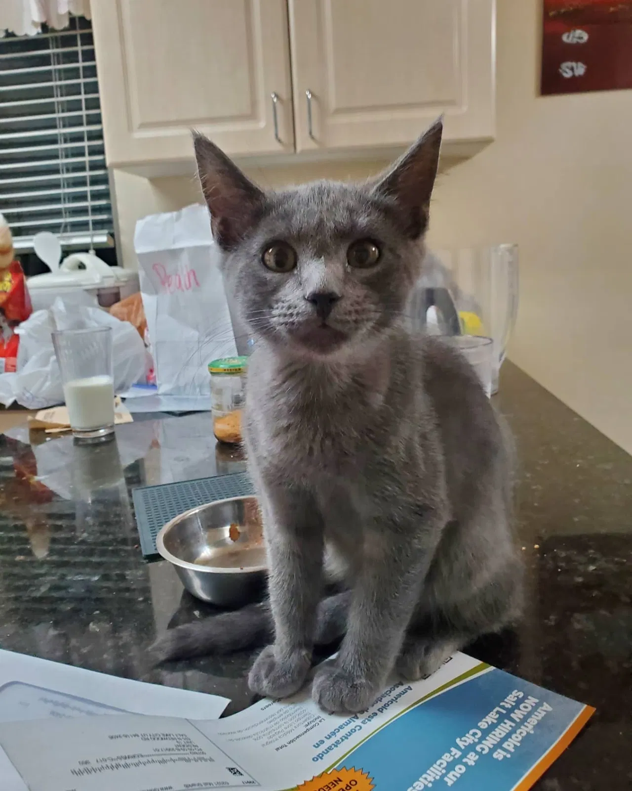 Lost cat in Salt Lake City, UT, 84116