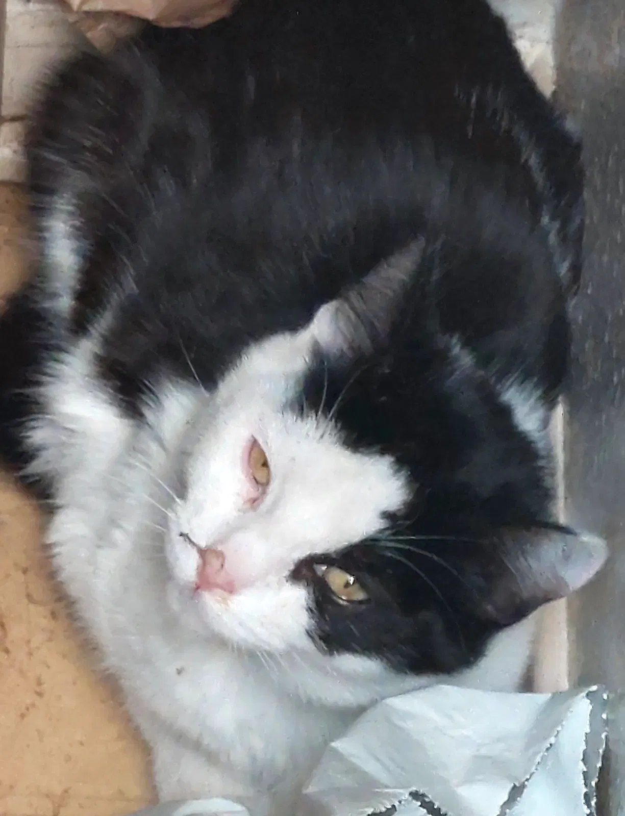 Lost cat in Redondo Beach, CA, 90278