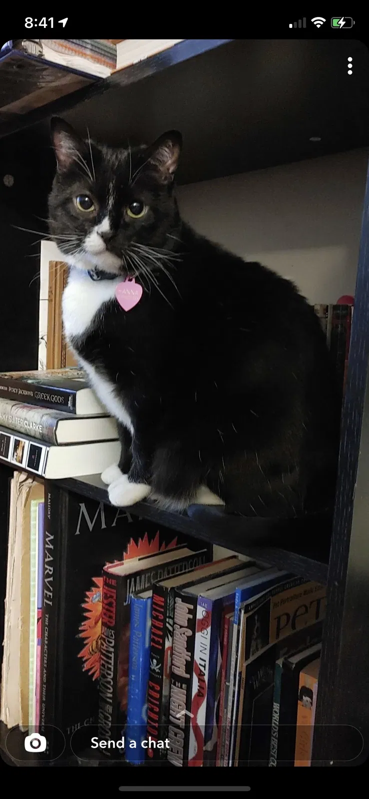 Lost cat in Denver, CO, 80233