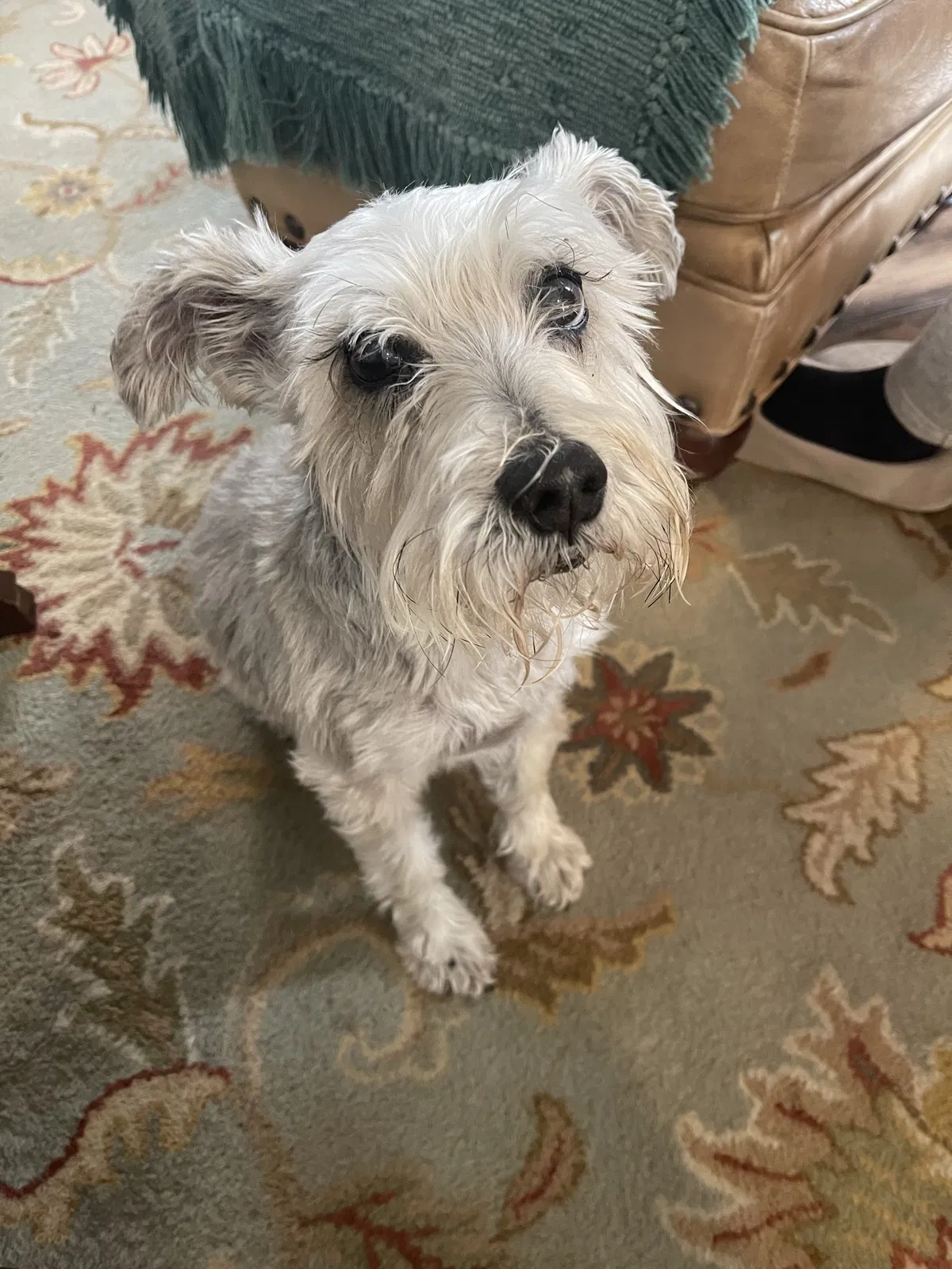 Lost dog in Alpharetta, GA, 30004