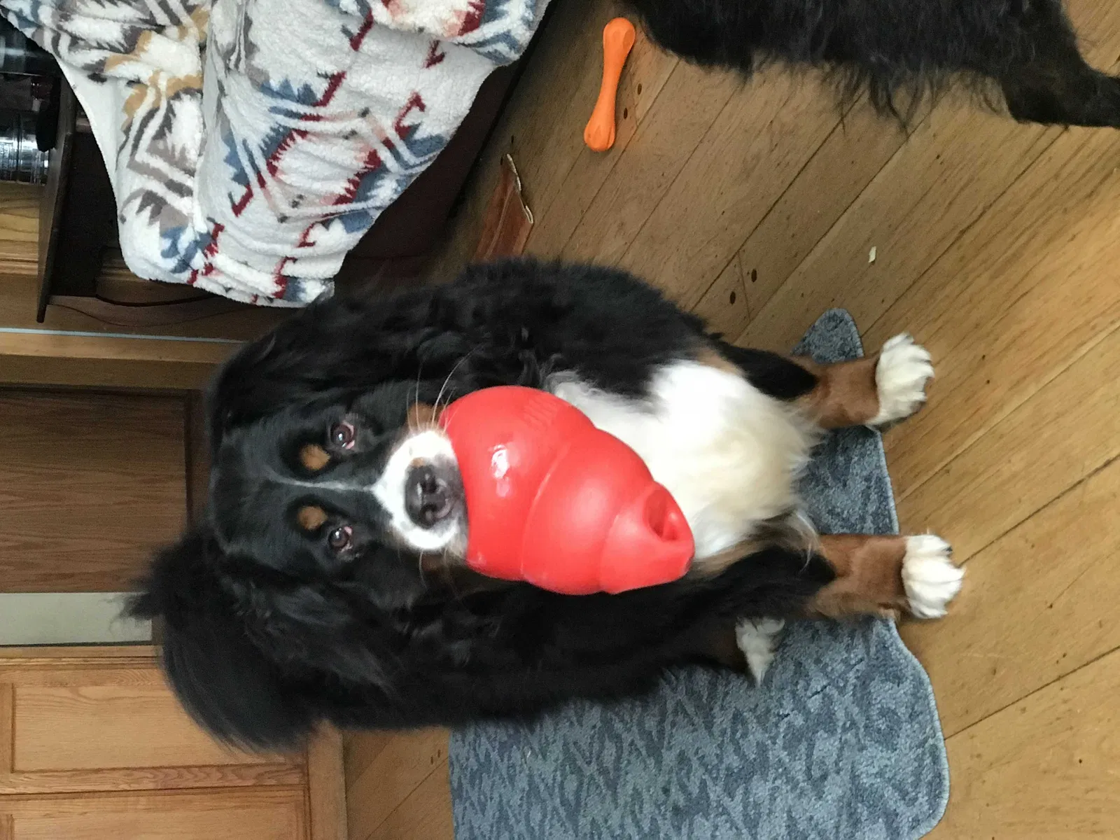 Lost dog in Oakland, CA, 94611