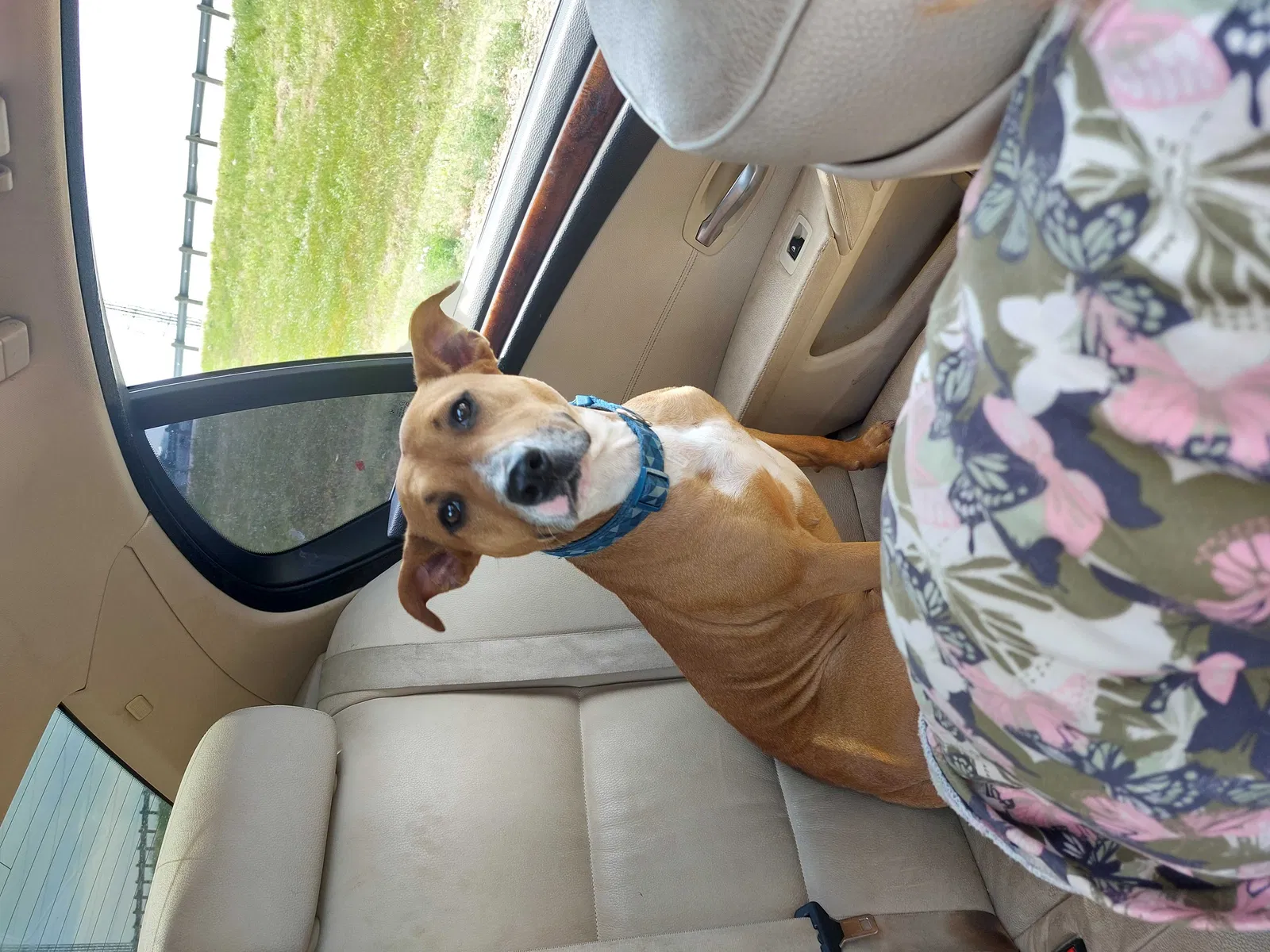 Lost dog in San Antonio, TX, 78210
