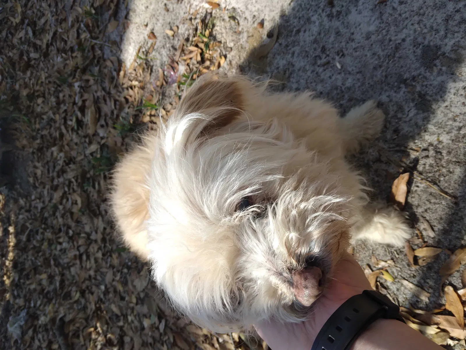 Found dog in Daleville, AL, 36322