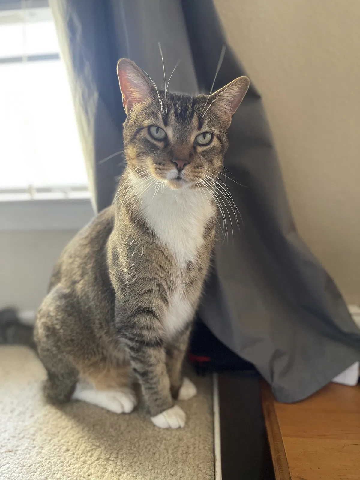 Lost cat in Davenport, FL, 33896