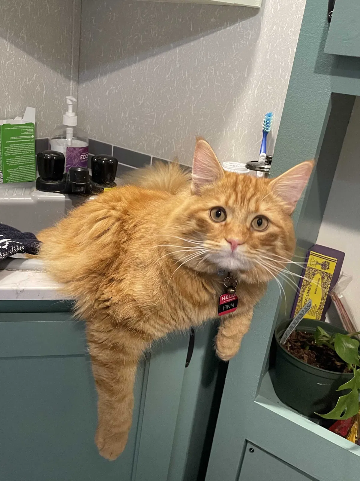 Lost cat in Penryn, CA, 95663