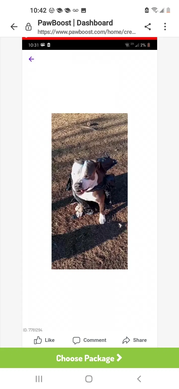 Lost dog in Columbia, SC, 29203