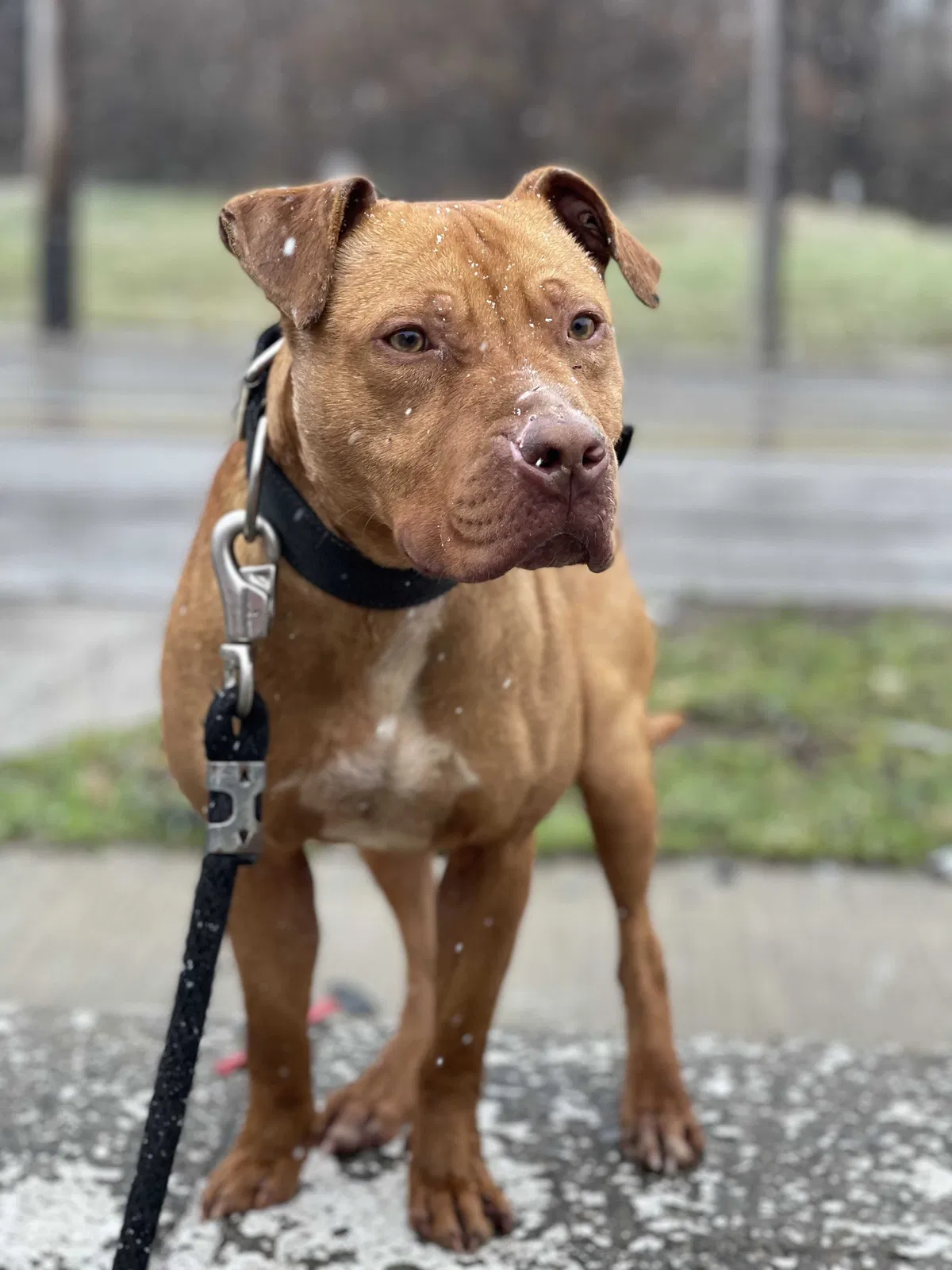 Lost dog in Cleveland, OH, 44104