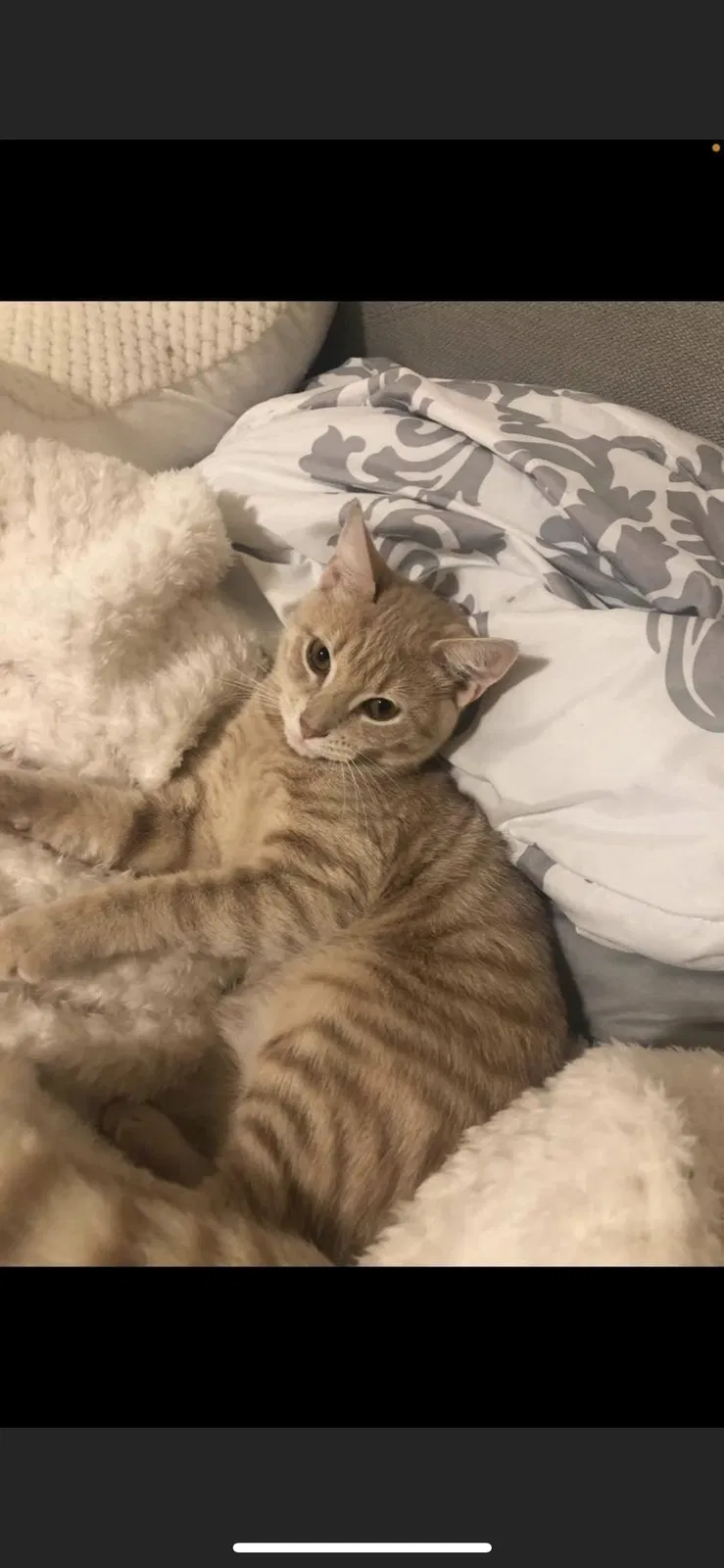 Lost cat in New Brunswick, NJ, 8901