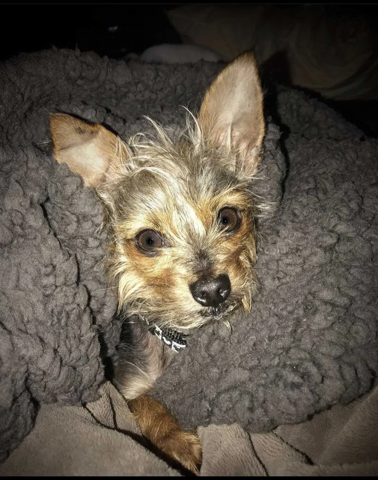 Lost dog in Cathedral City, CA, 92234