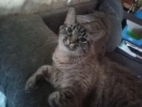 Lost cat in East Troy, WI, 53120