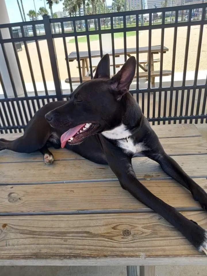 Lost dog in Corpus Christi, TX, 78405