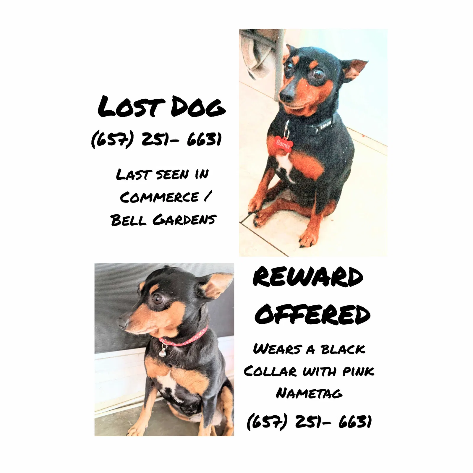 Lost dog in Los Angeles, CA, 90022