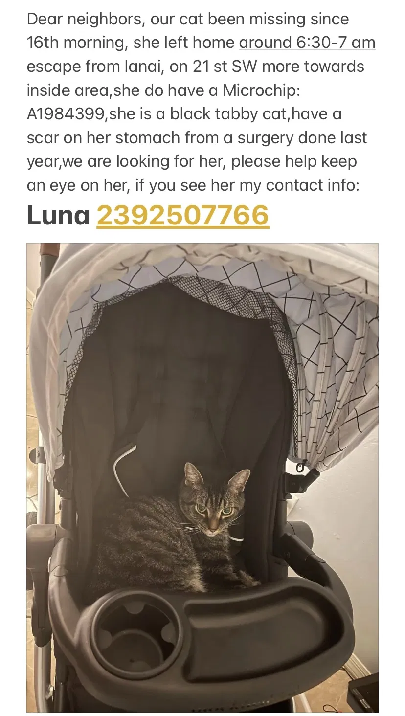 Lost cat in Naples, FL, 34117
