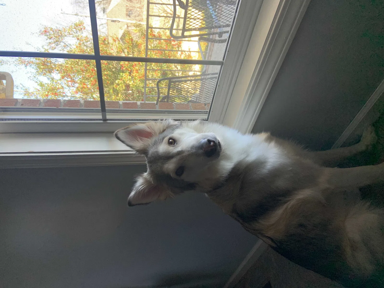 Lost dog in Hopkinsville, KY, 42240