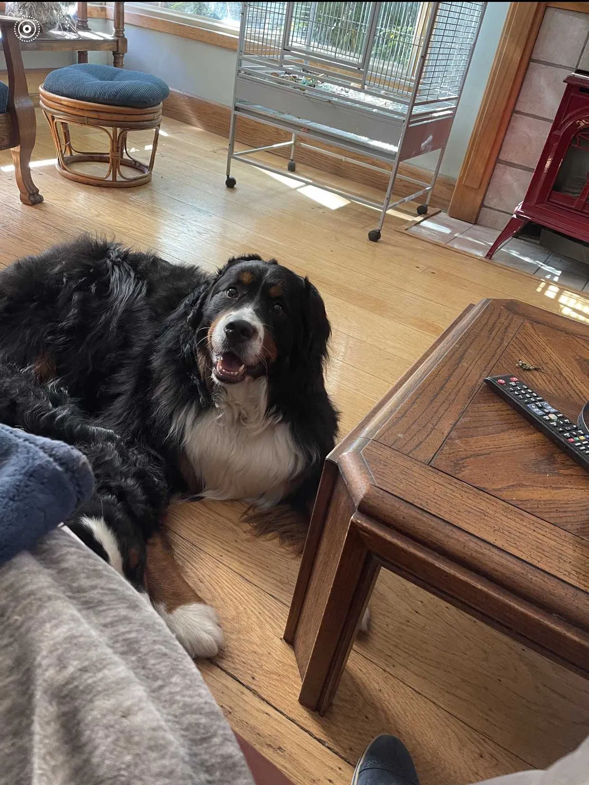 Lost dog in Oakland, CA, 94611