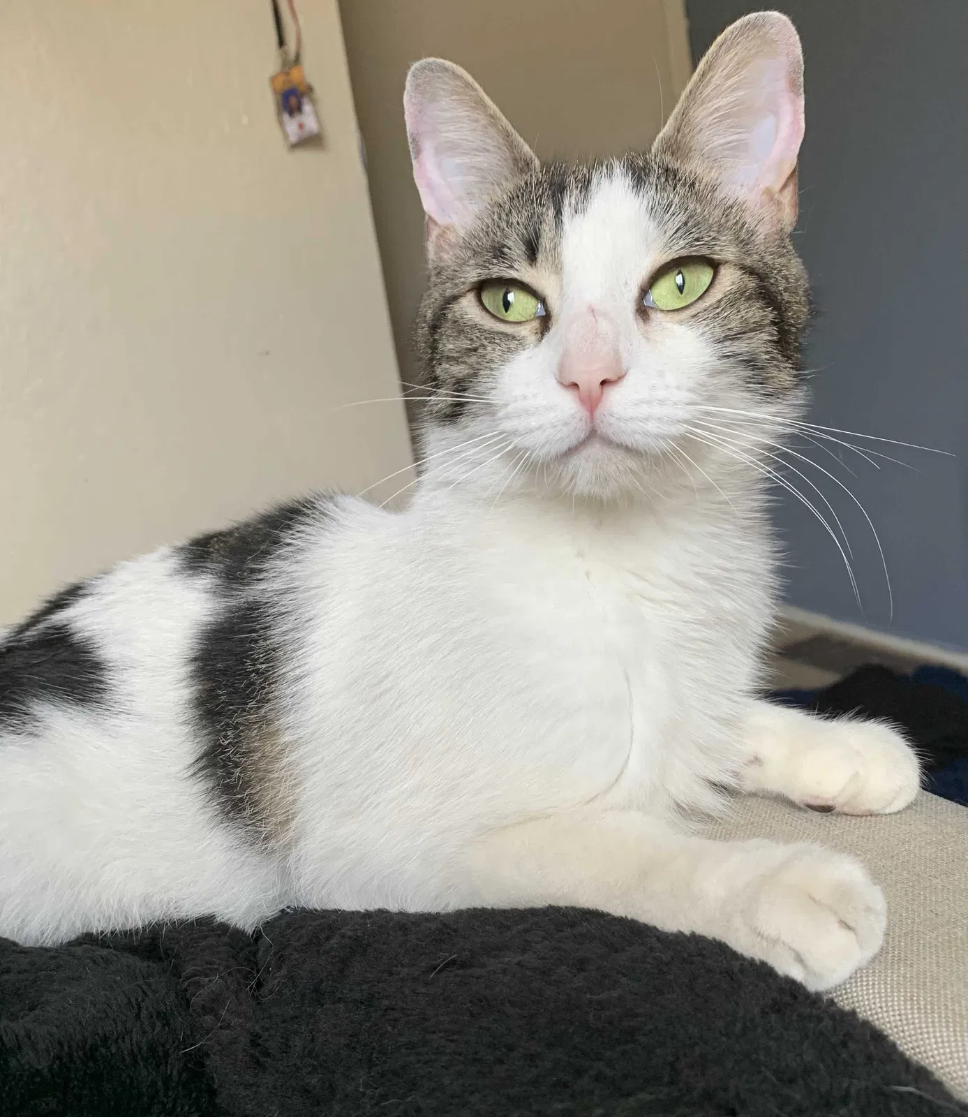 Lost cat in Pittsburg, CA, 94565