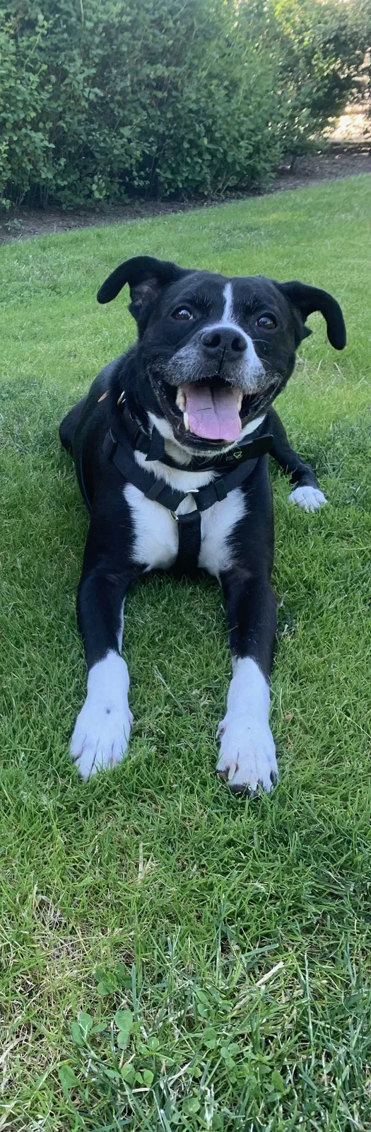 Lost dog in Vancouver, WA, 98661