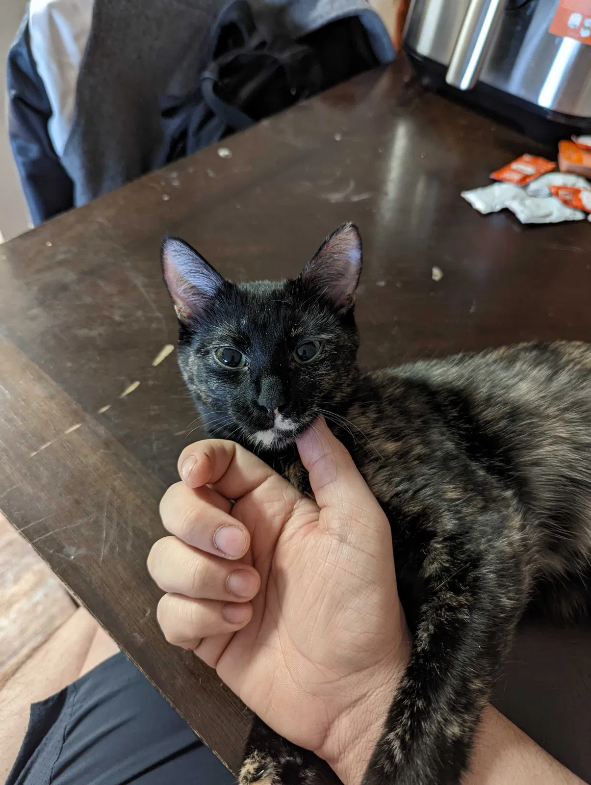 Lost cat in Crowley, TX, 76036