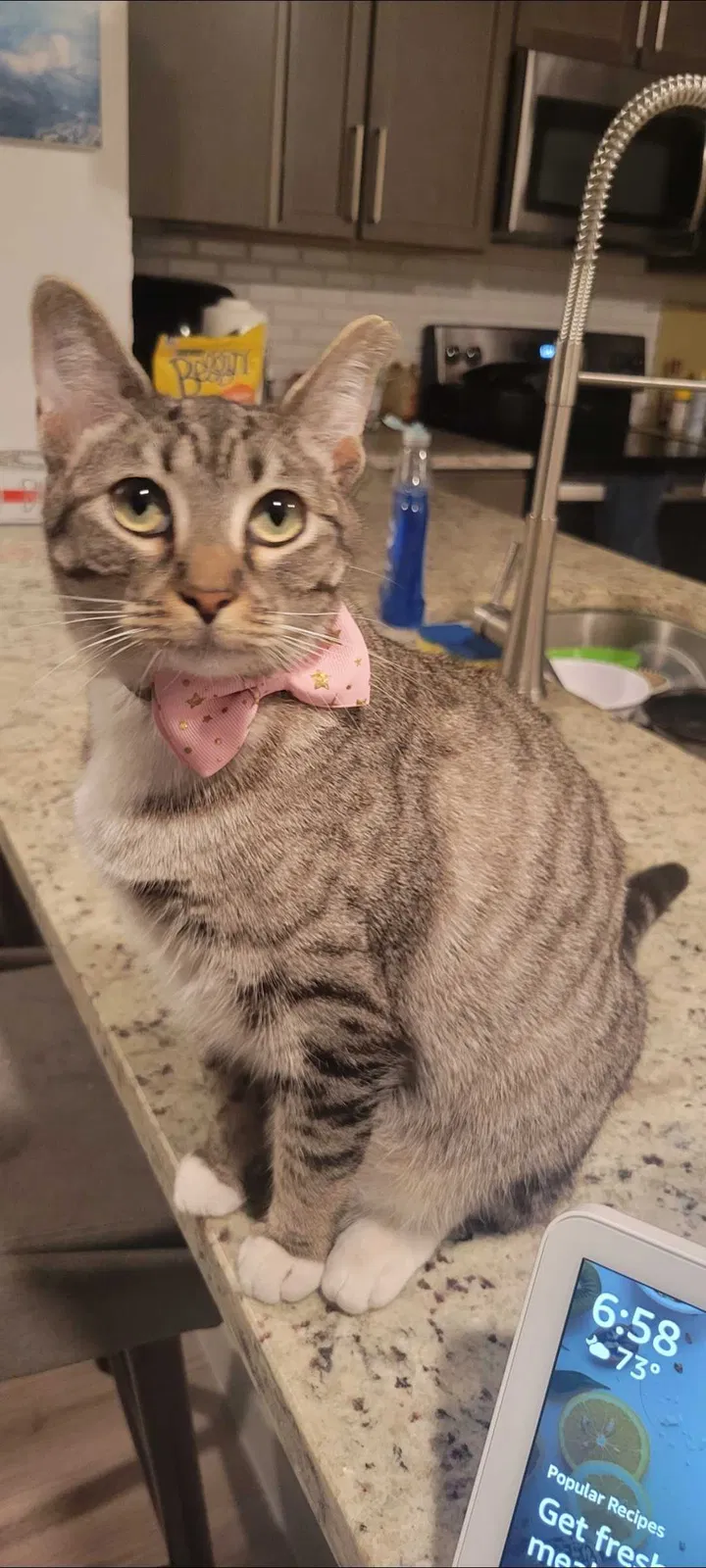 Lost cat in Cypress, TX, 77429