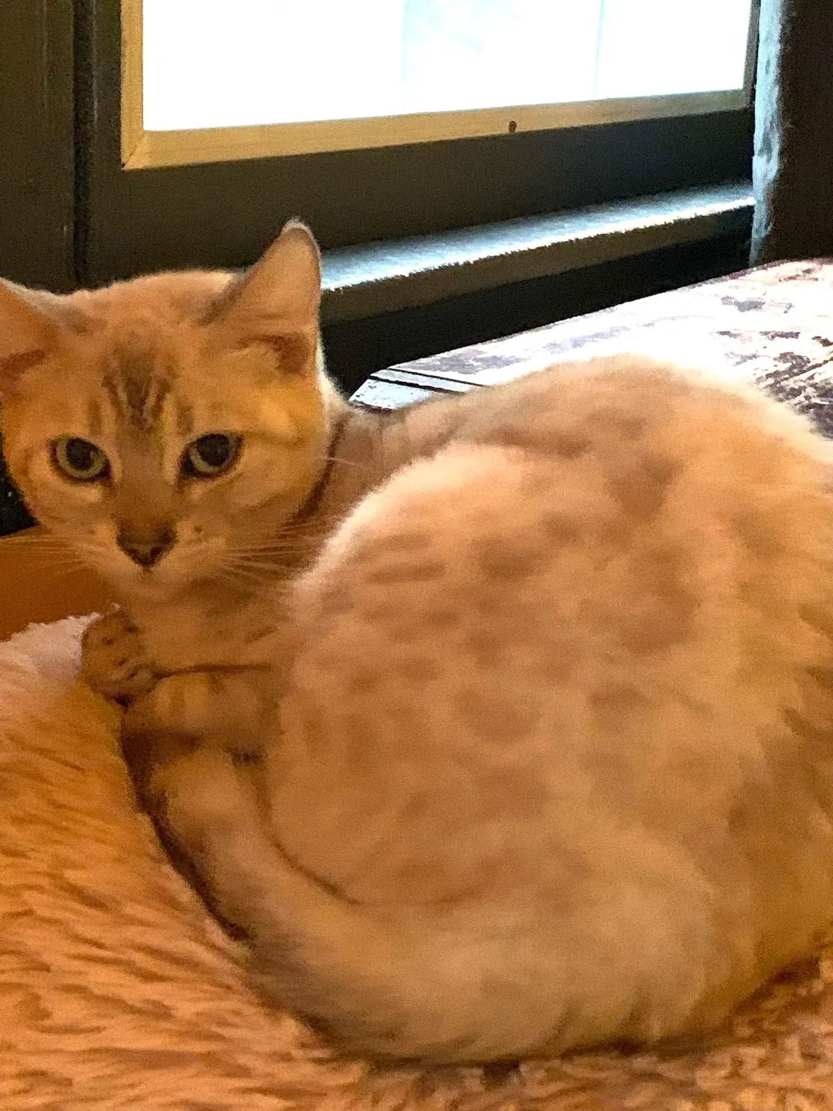 Lost cat in Athens, GA, 30605