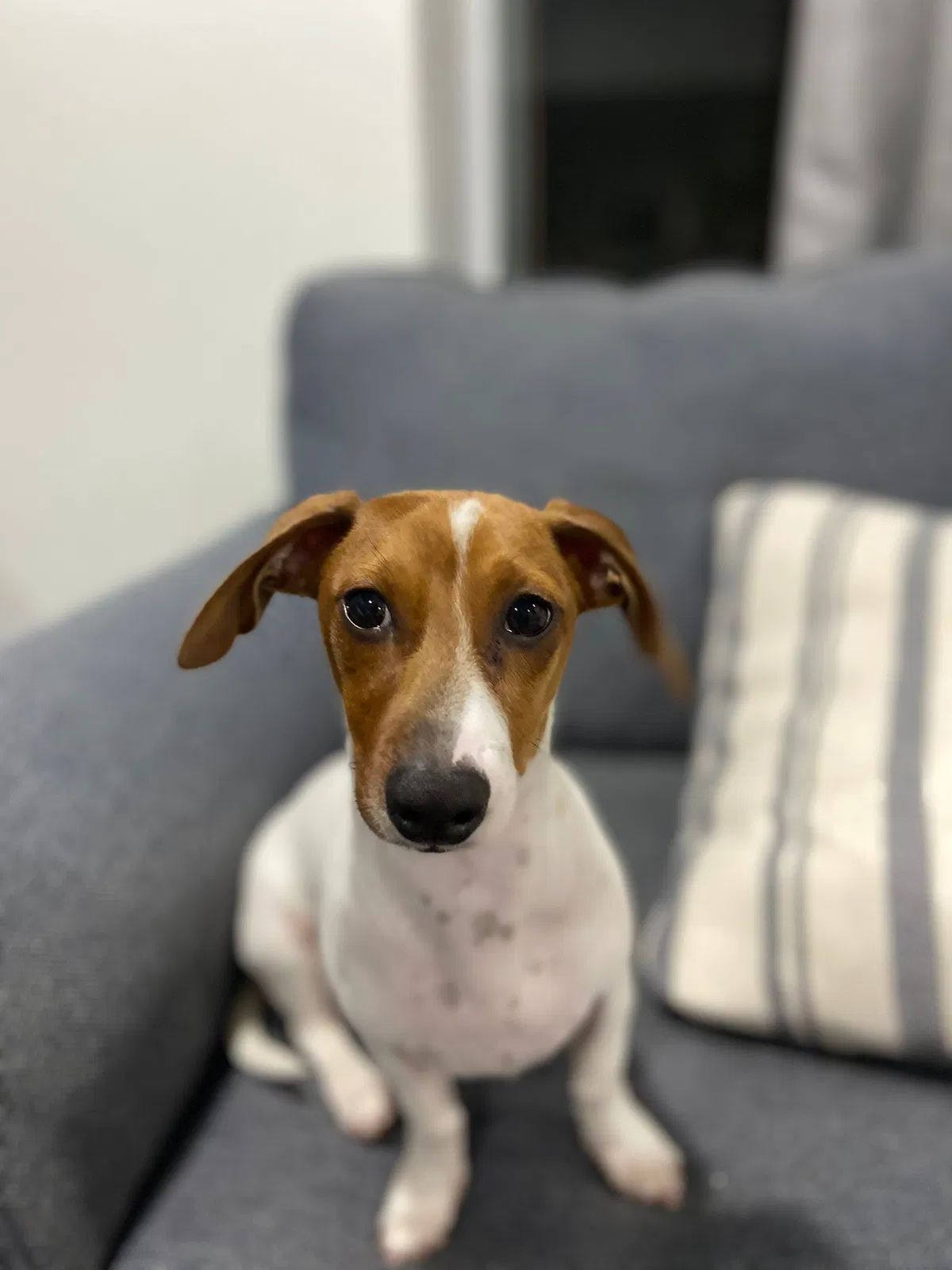 Lost dog in Miami, FL, 33193