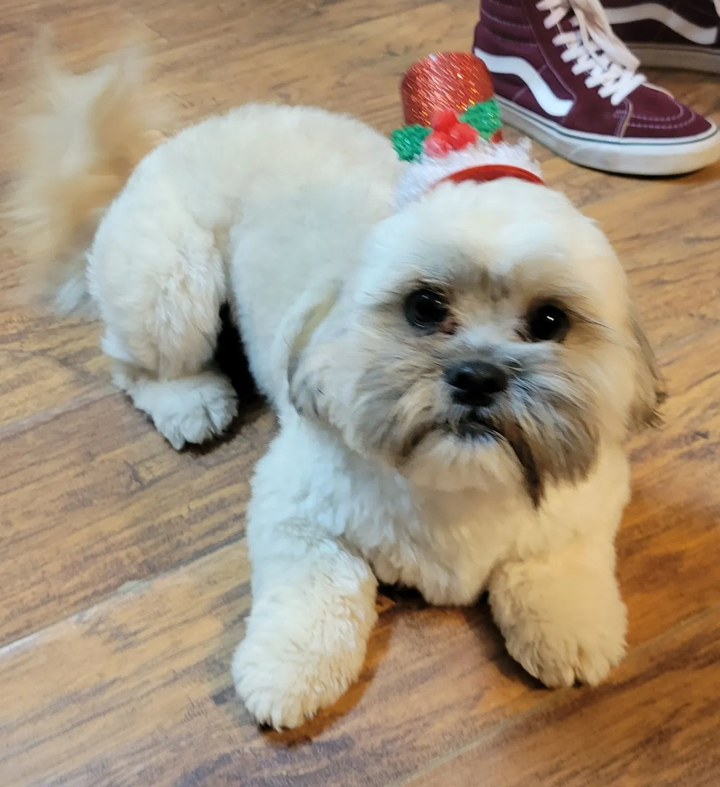 Lost dog in Albuquerque, NM, 87105