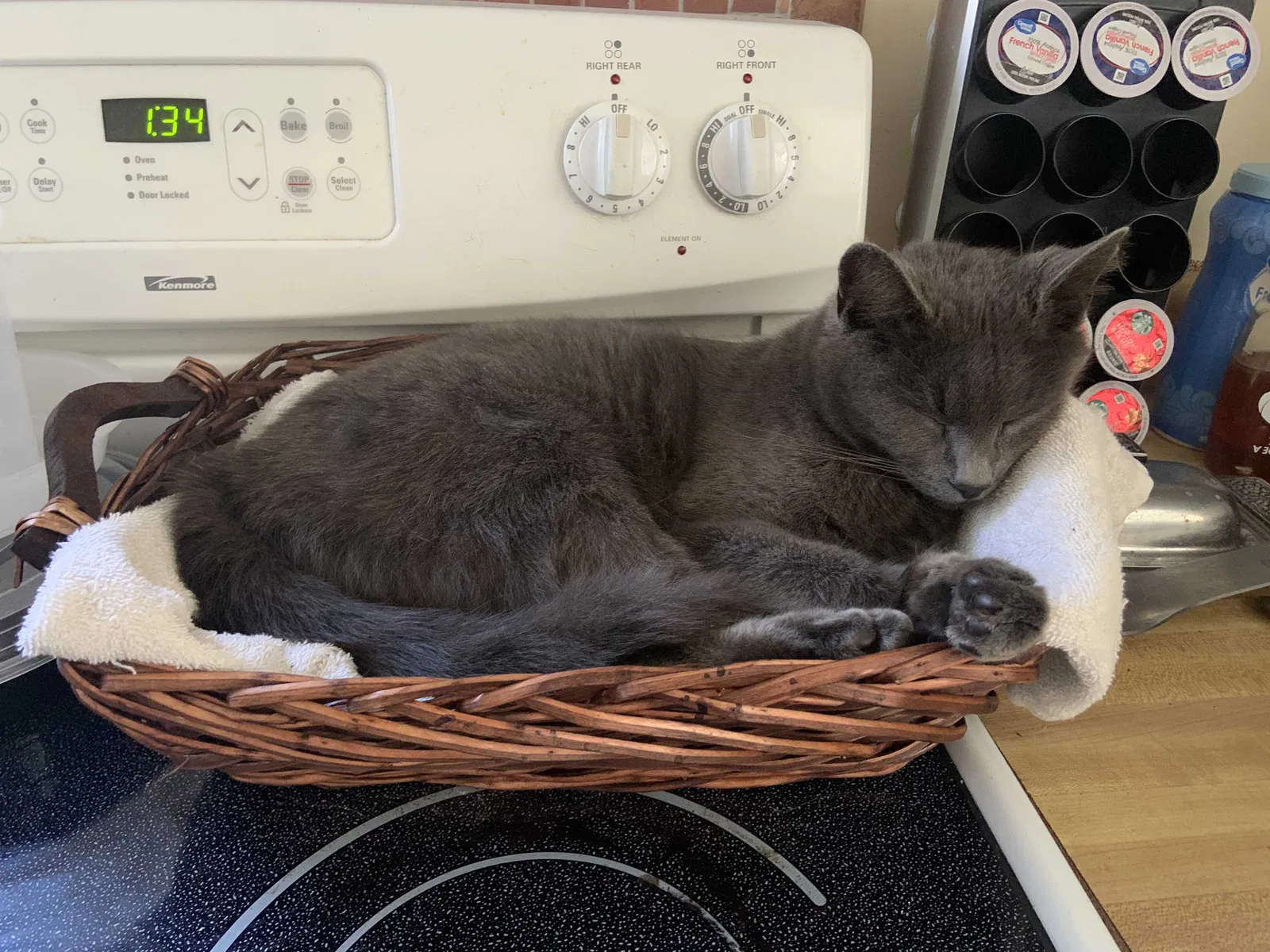 Lost cat in Chattanooga, TN, 37412