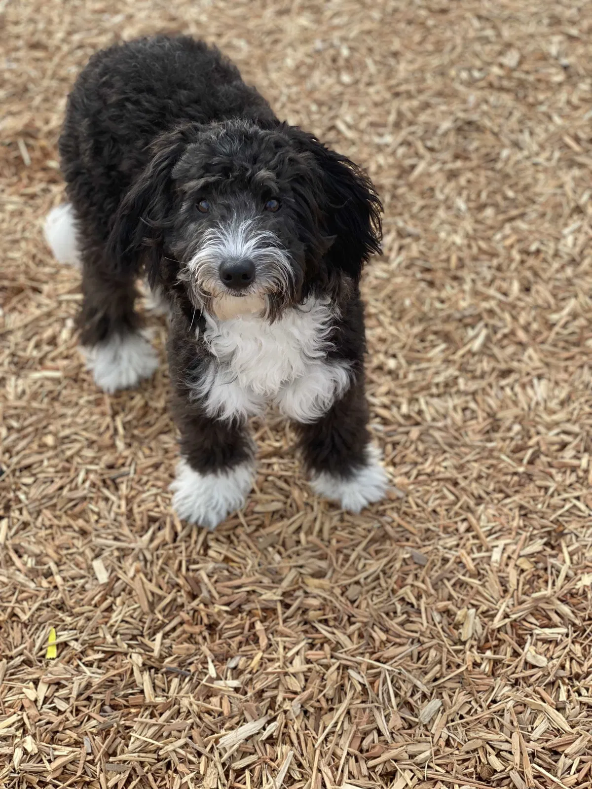 Lost dog in Marysville, WA, 98271