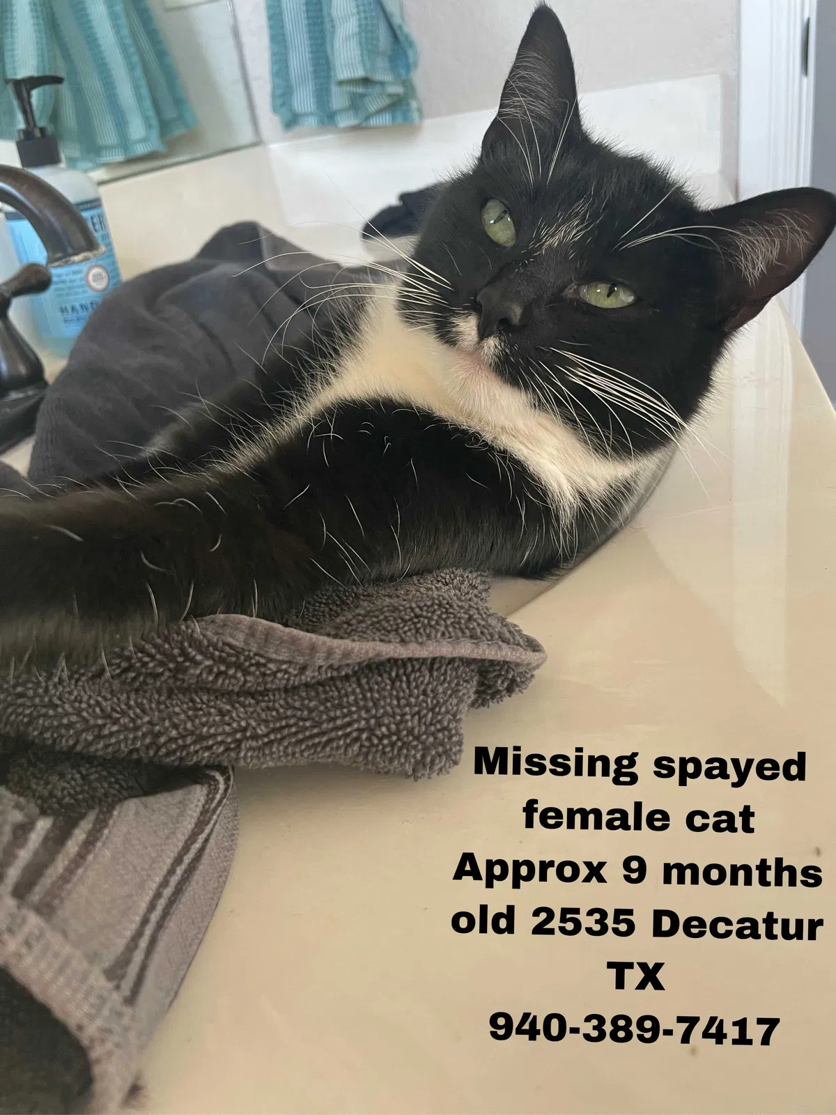 Lost cat in Decatur, TX, 76234