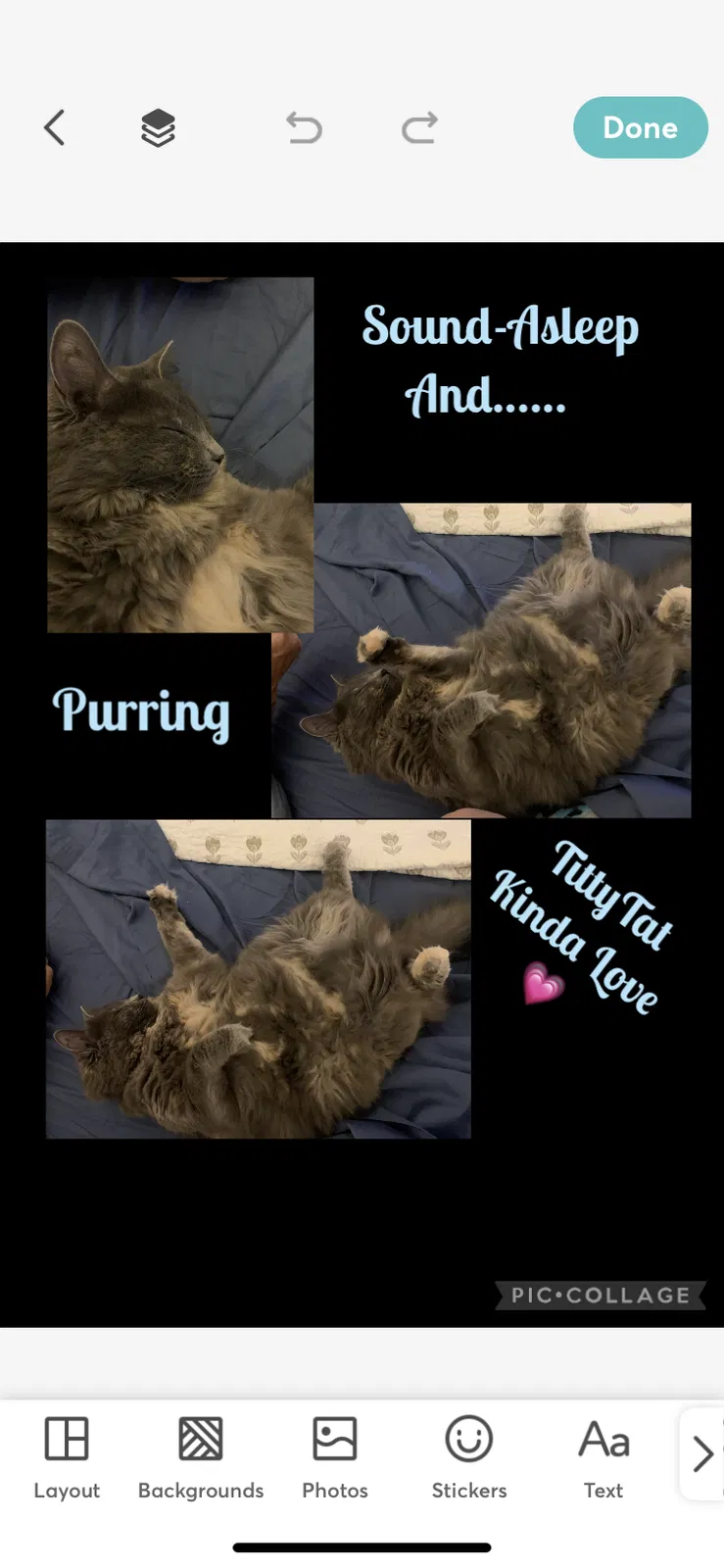 Lost cat in Midland, NC, 28107