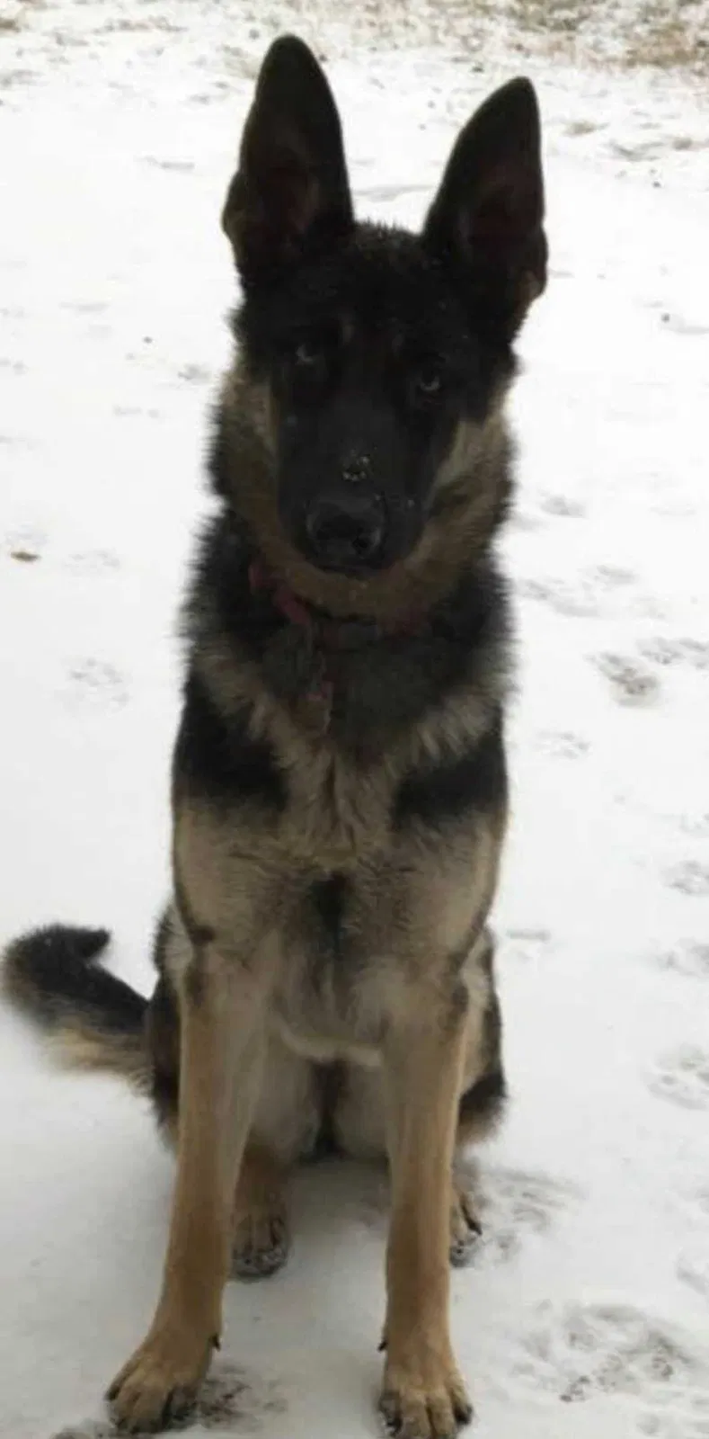 Lost dog in Hurst, TX, 76054