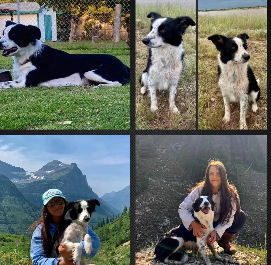 Lost dog in Herald, CA, 95638