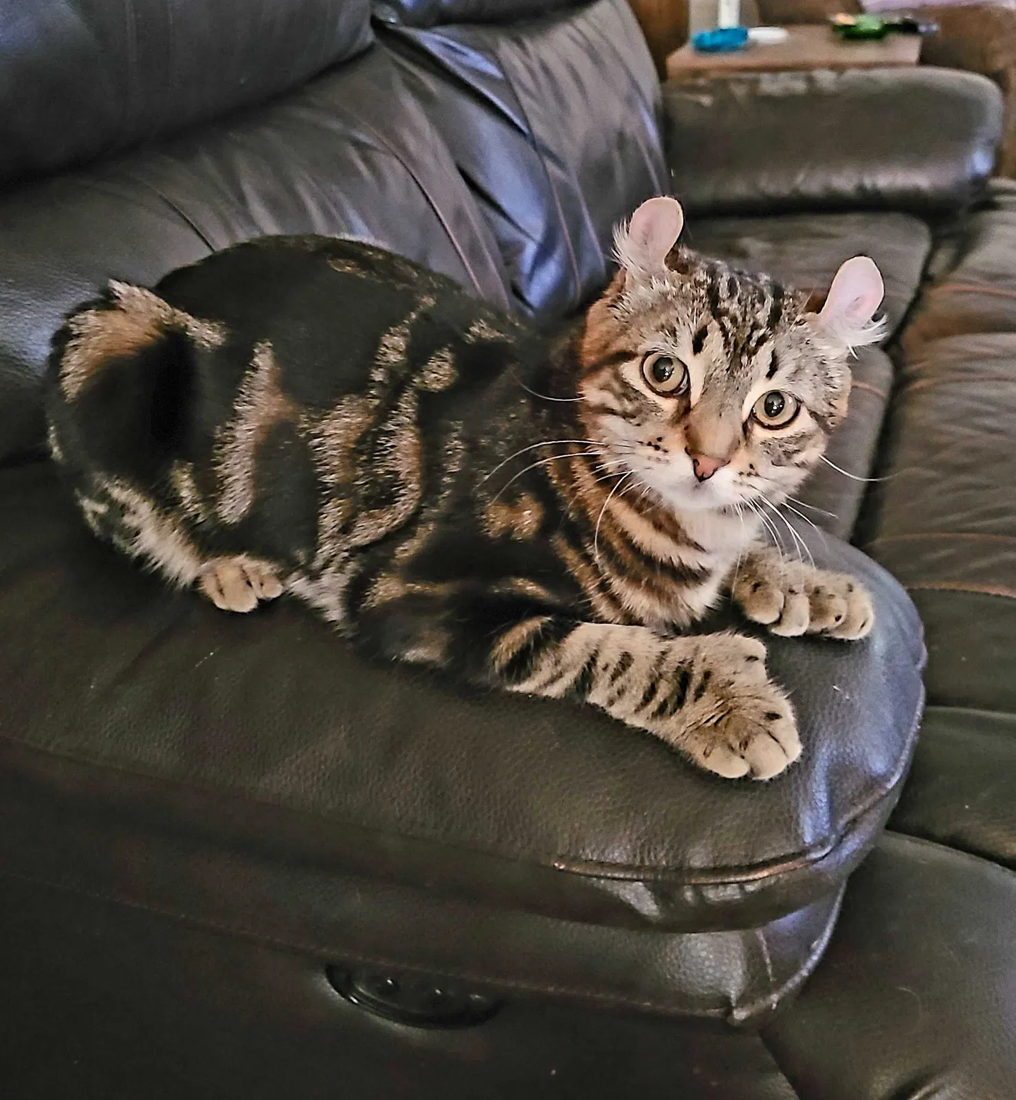 Lost cat in Monroe, MI, 48161