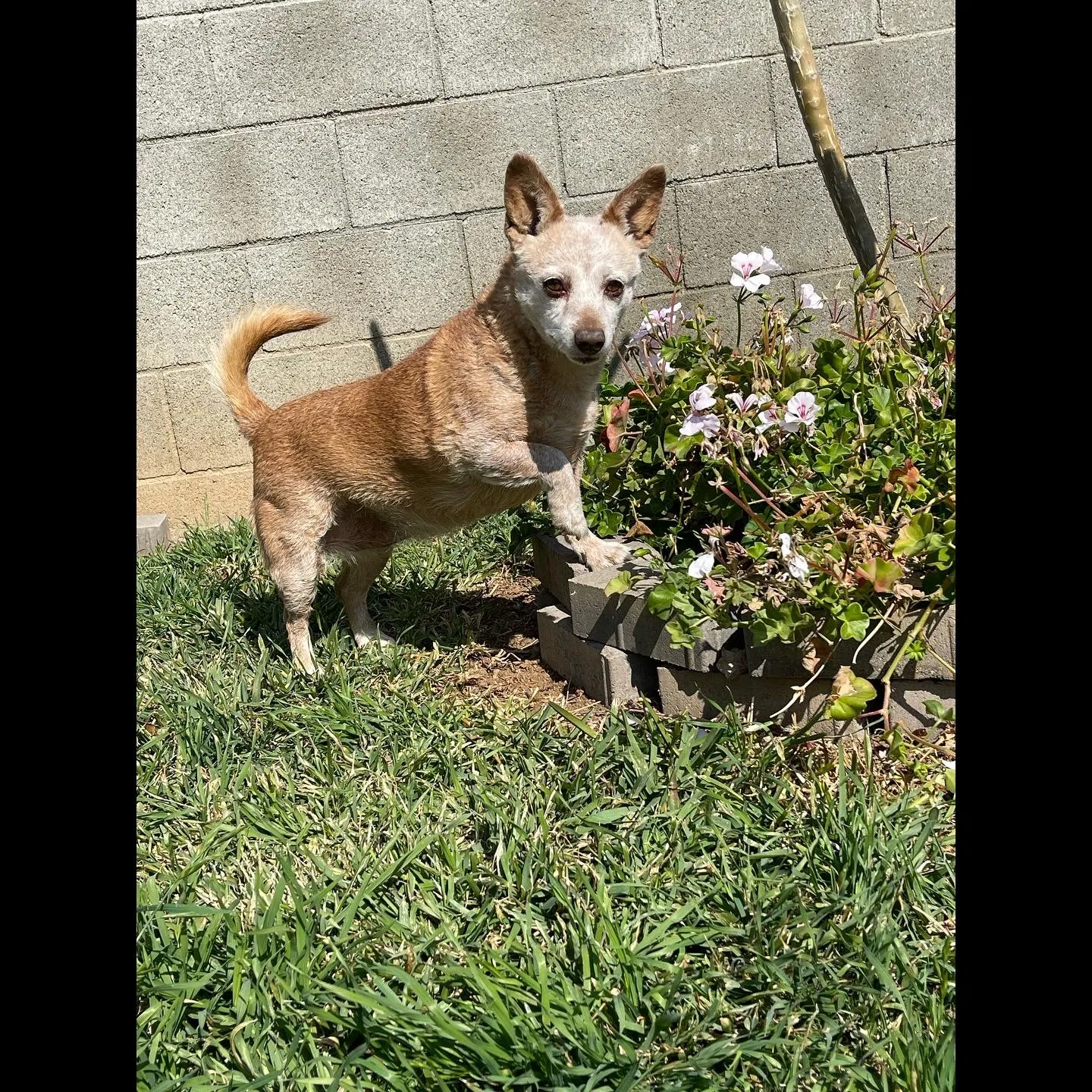 Lost dog in Mentone, CA, 92359
