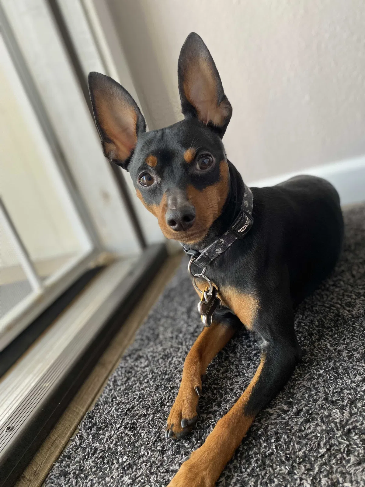 Lost dog in Santa Ana, CA, 92703