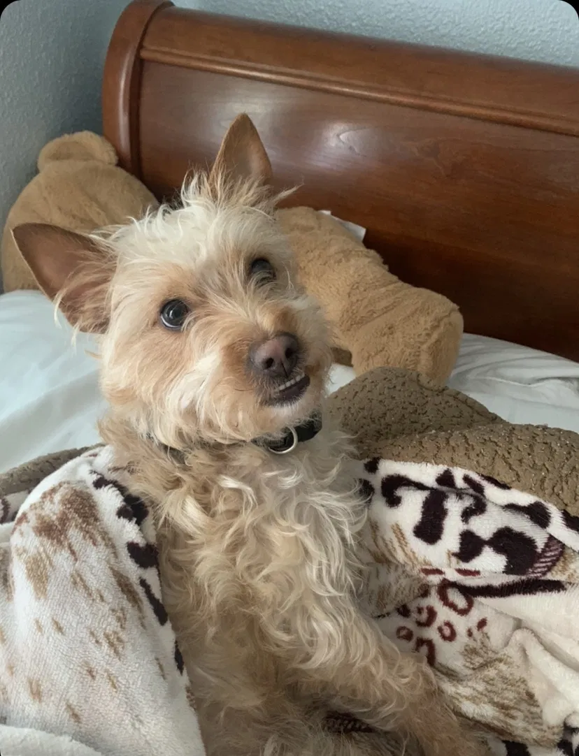 Lost dog in Stockton, CA, 95209